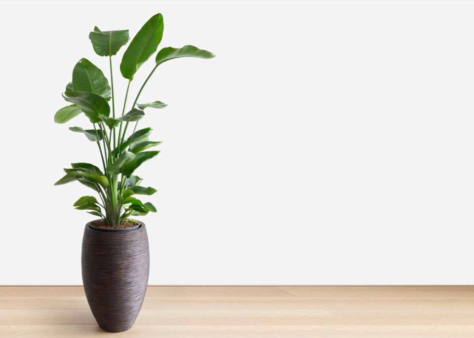 Plantele de apartament potrivite pentru living