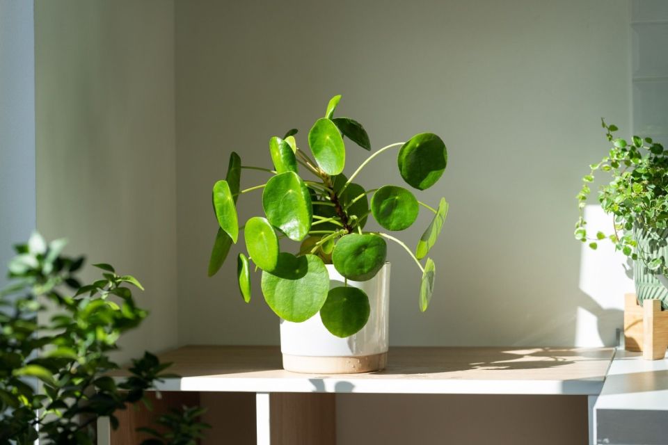 Cele mai frumoase plante de apartament: