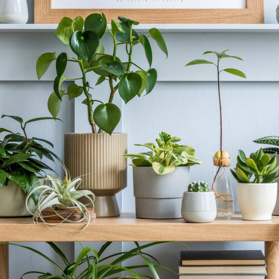 Cum să alegi plantele de apartament potrivite pentru integrarea în orice design interior