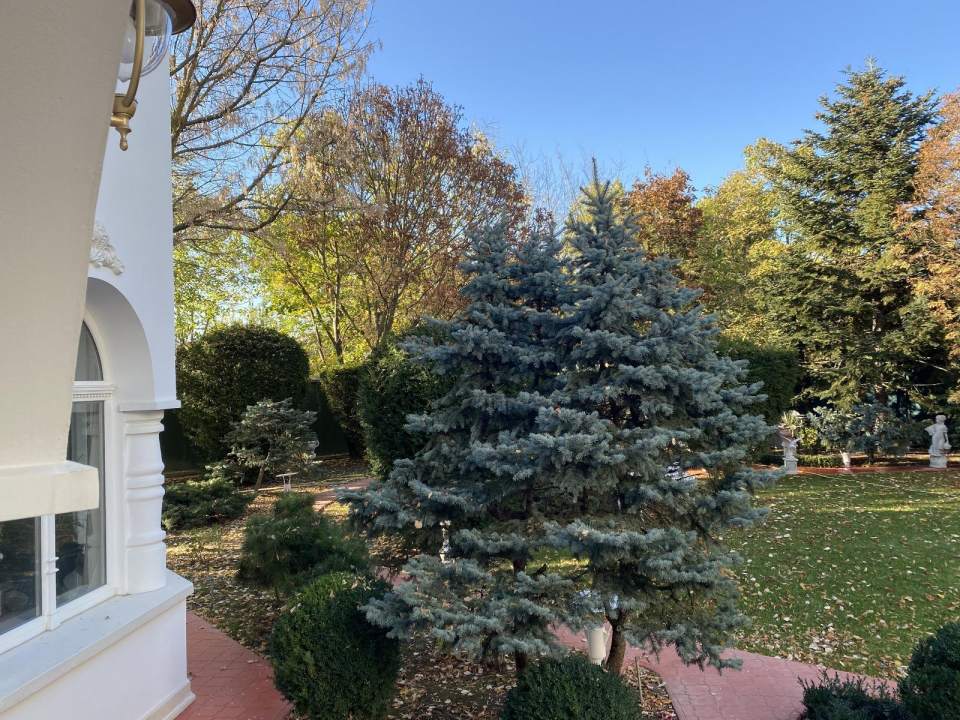 Vila eleganta cu gradina luxurianta in Otopeni poza nr. 12